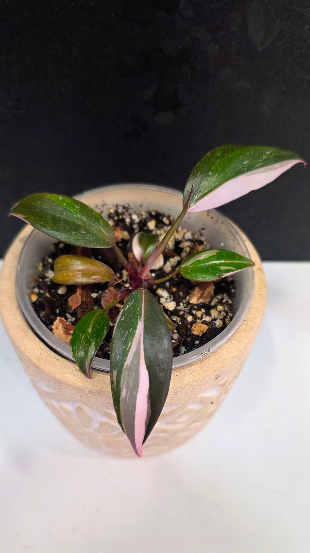 Philodendron Red Anderson E