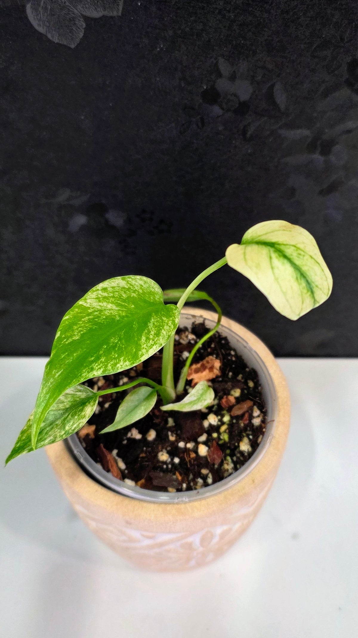Monstera Mint 3.75"