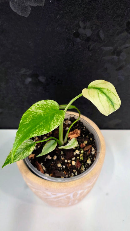 Monstera Mint 3.75"