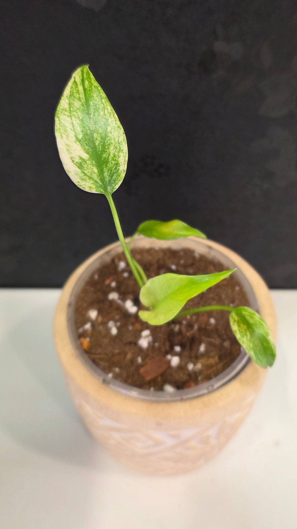 Monstera Mint 3.75"