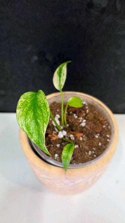 Monstera Mint 3.75"