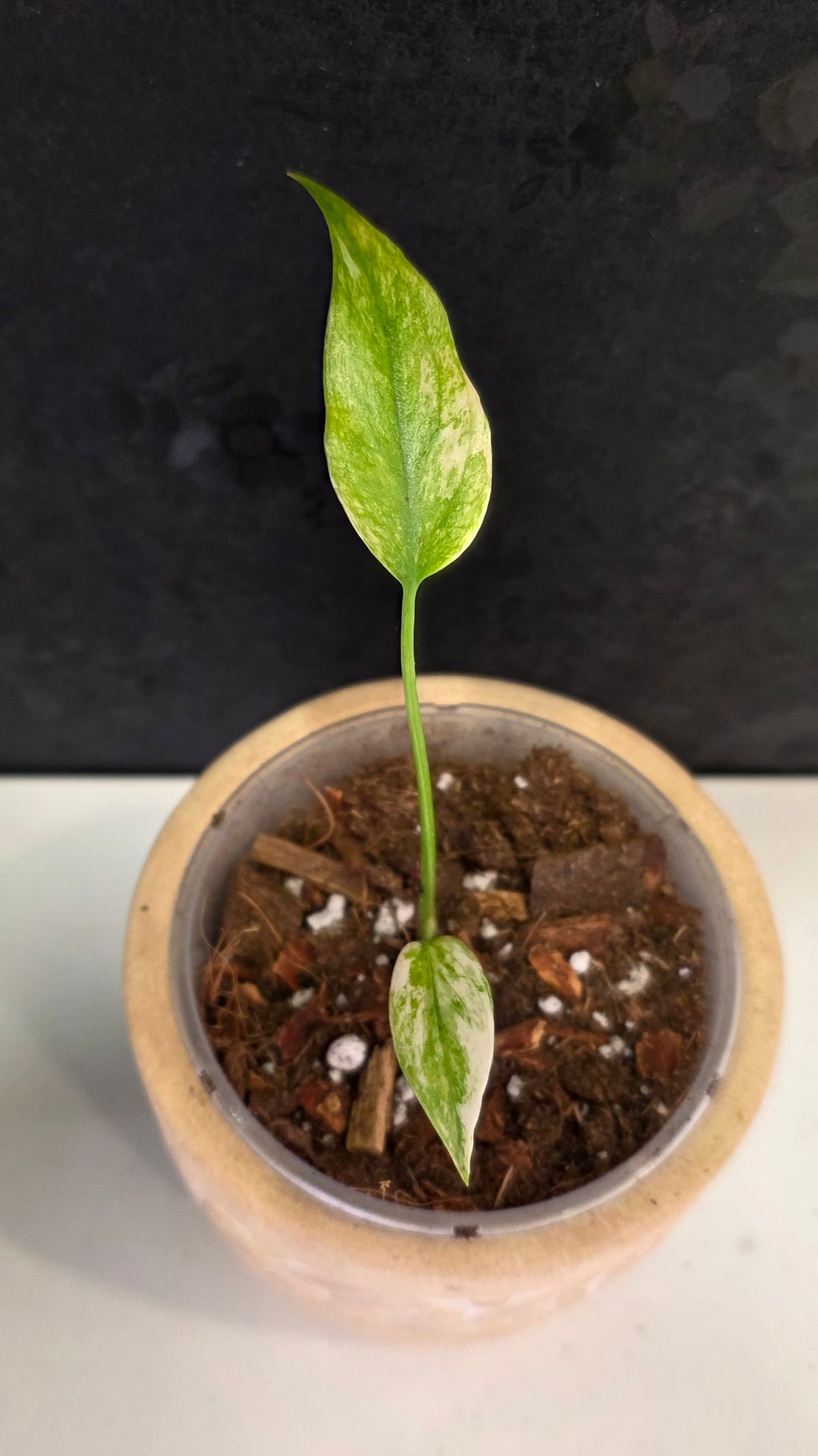 Monstera Mint 3.75"