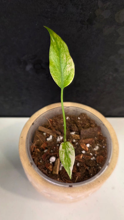 Monstera Mint 3.75"