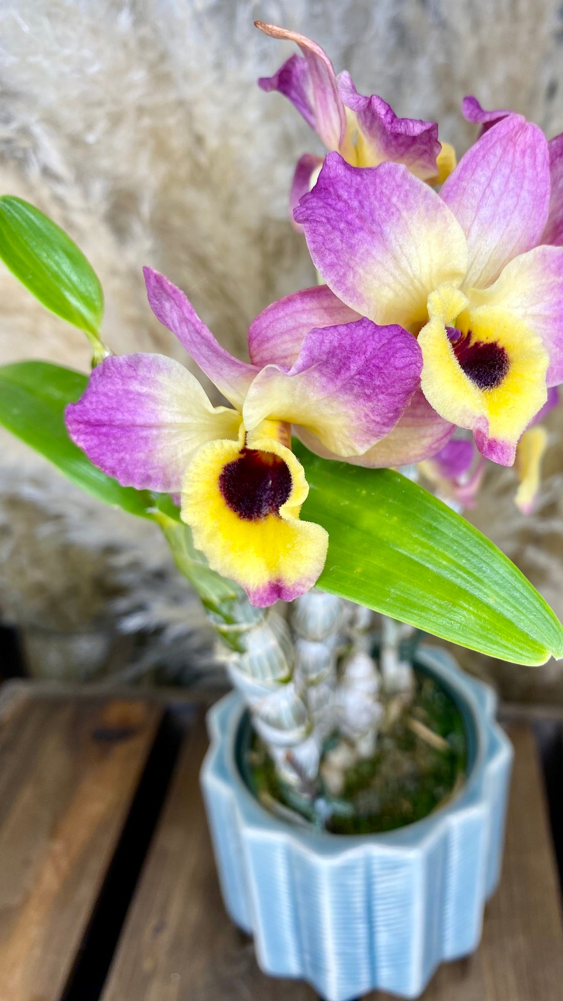 Dendrobium Orchid 4&quot; W10