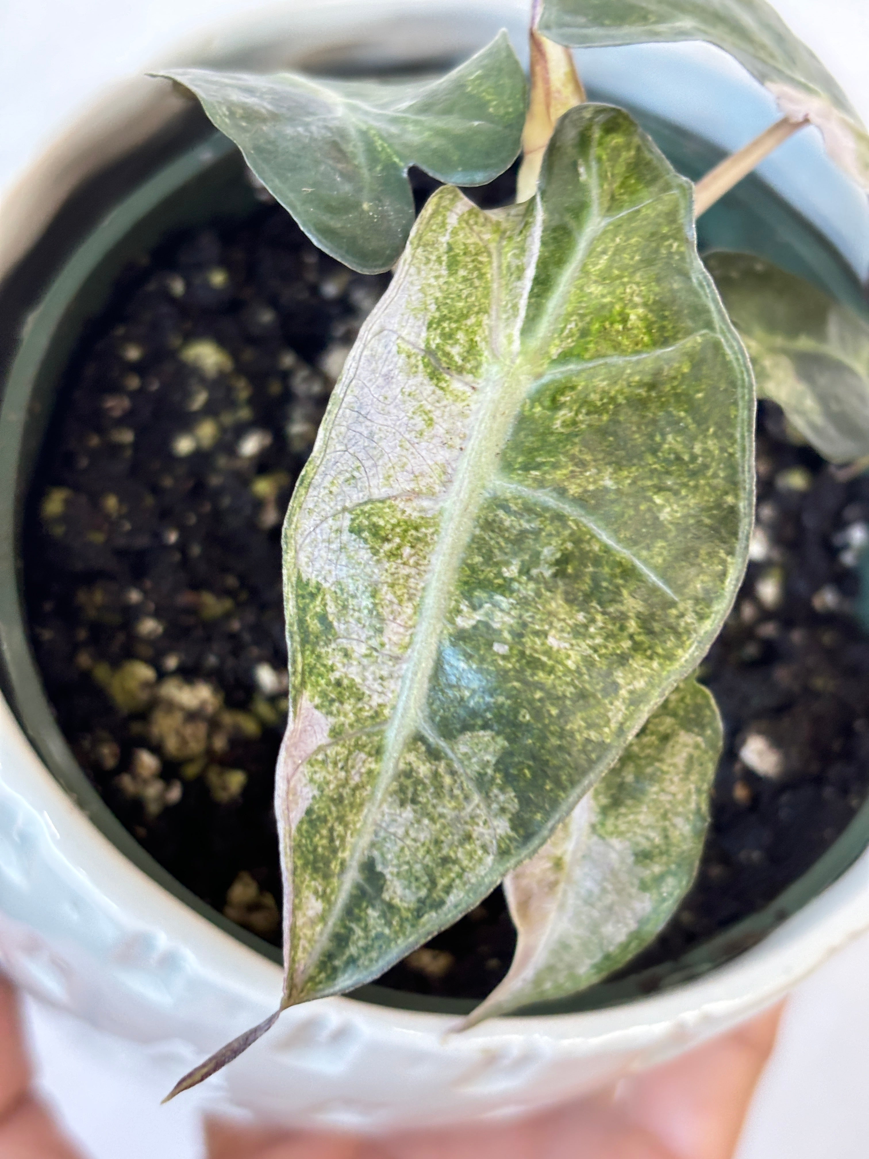 Alocasia Parasol Variegated