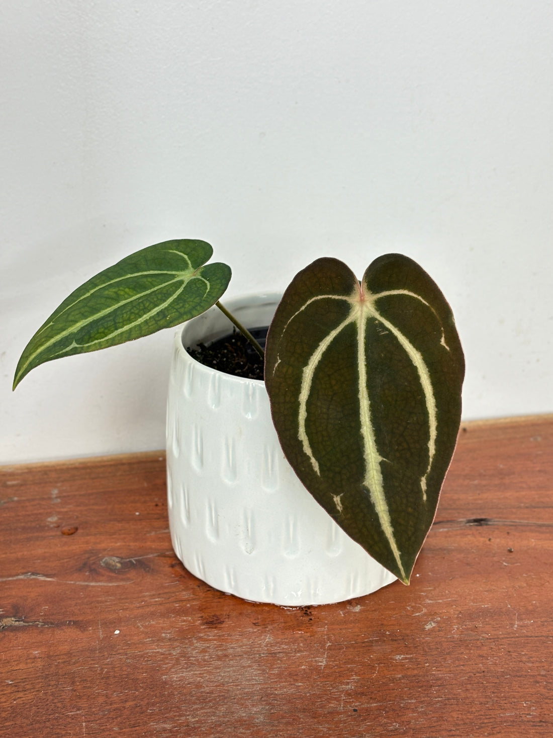 (A) Anthurium Carlablackiae