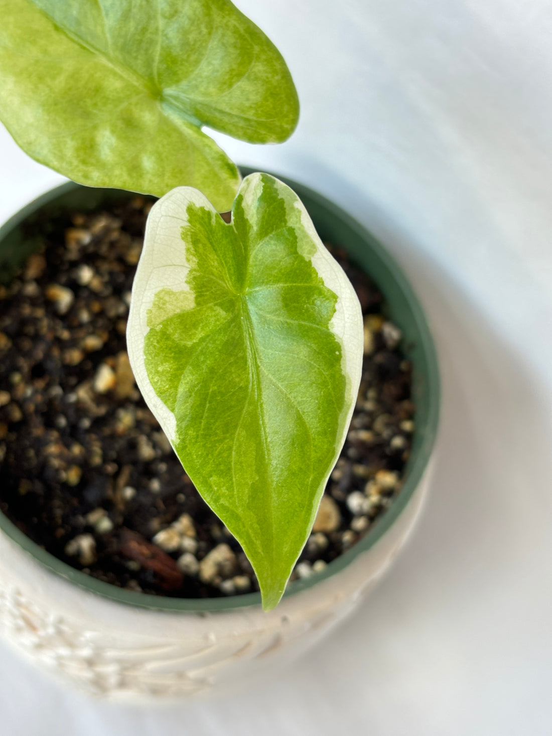 (A) Alocasia Zabrina Albo Variegated