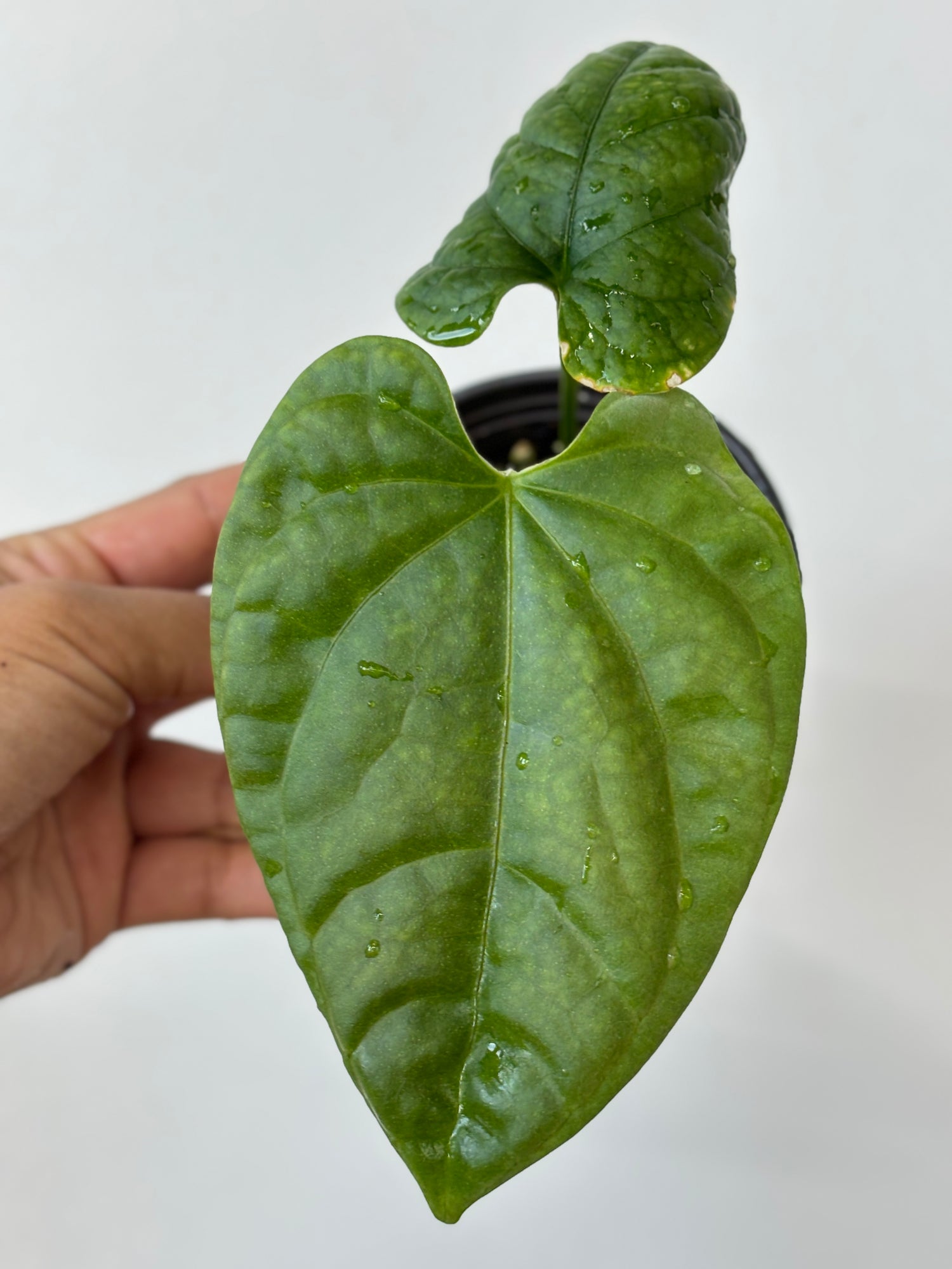 Anthurium Debilis