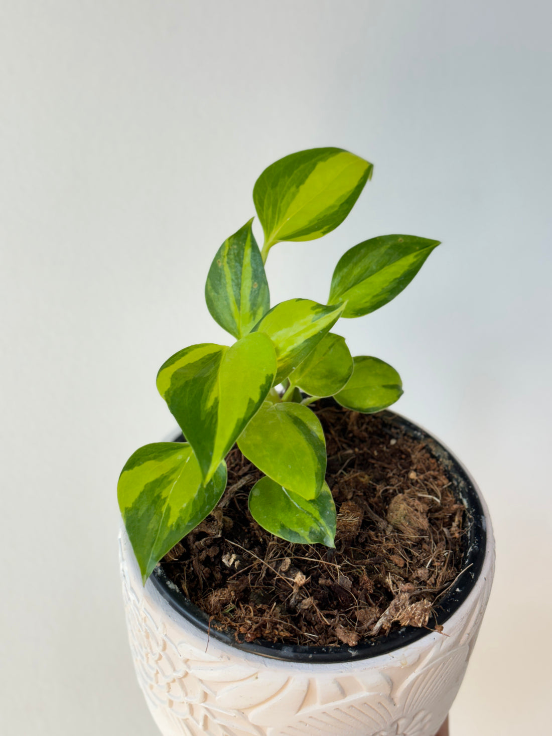 Epipremnum Neon Joy Pothos