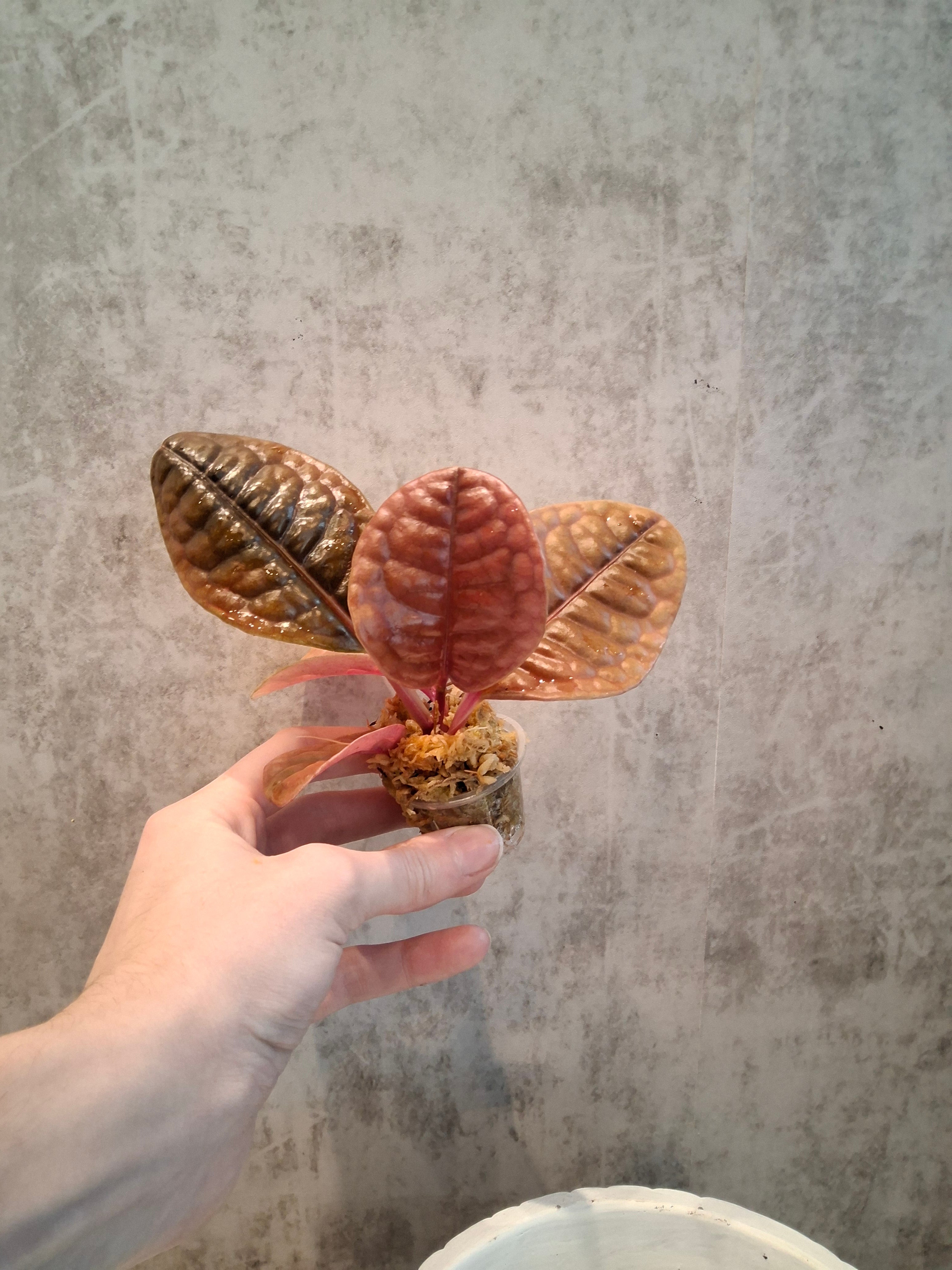 Labisia sp. Borneo bullate