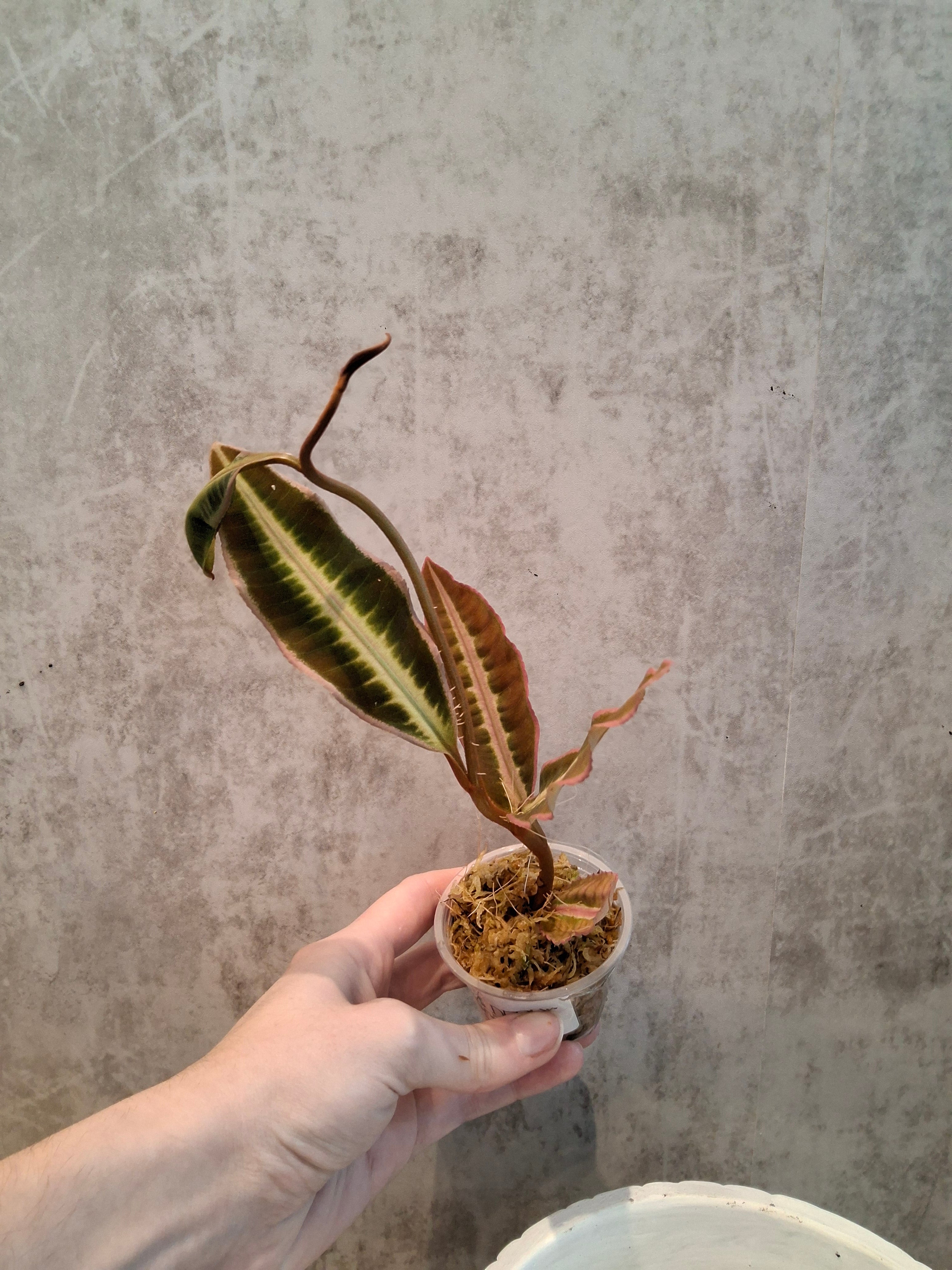 Labisia sp. Pink white line