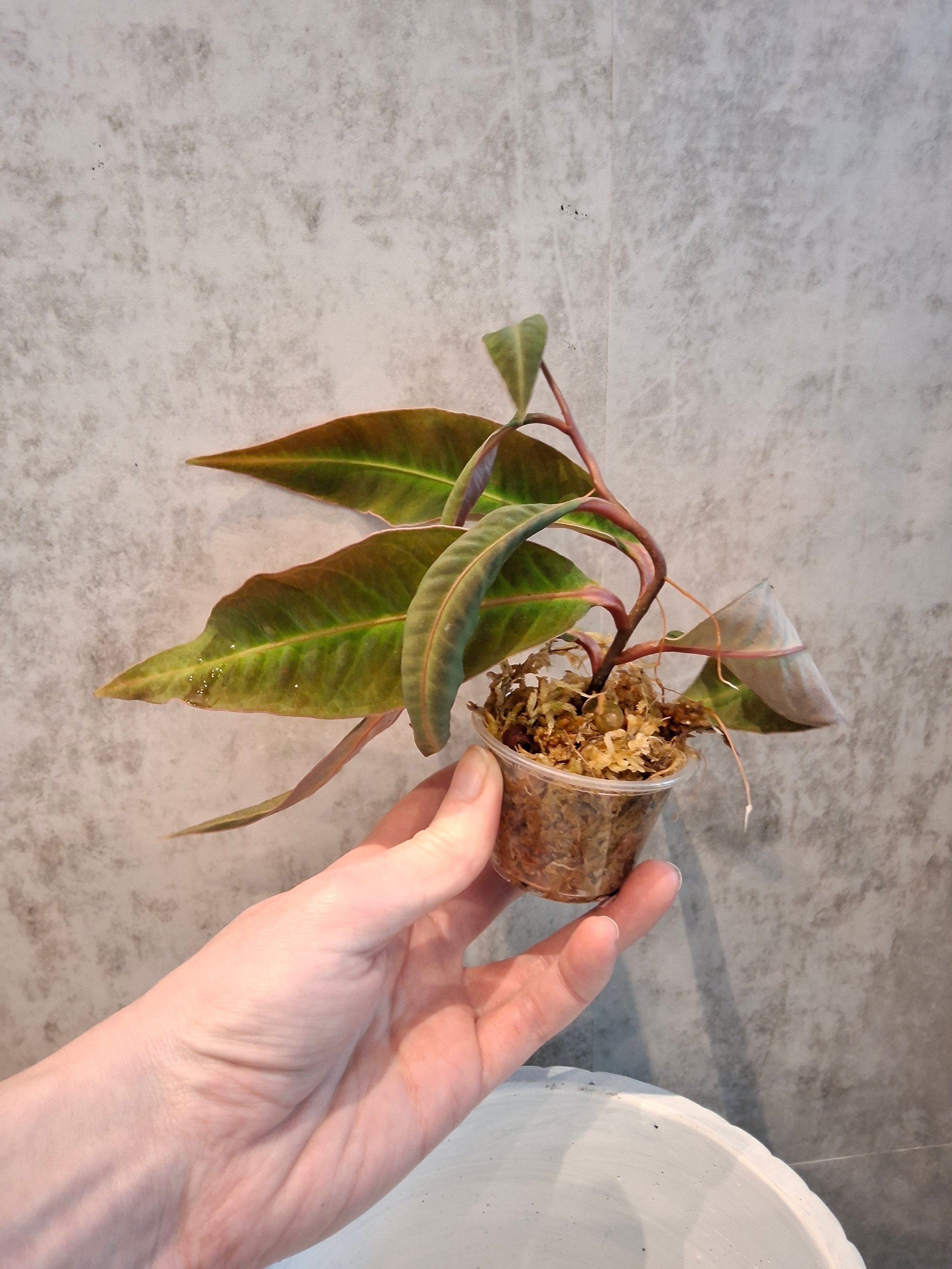 Labisia sp. Neon