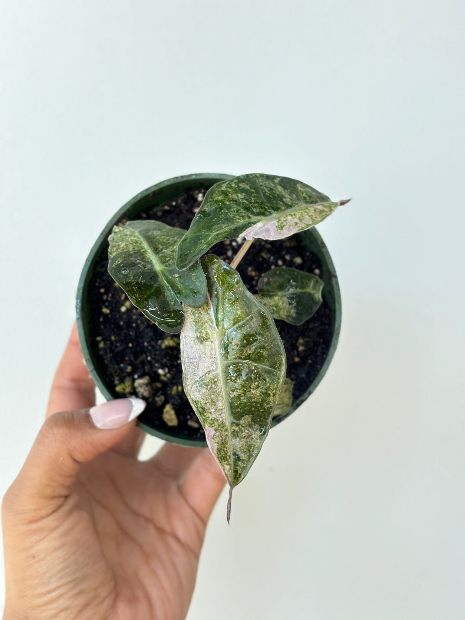 Alocasia Parasol Variegated