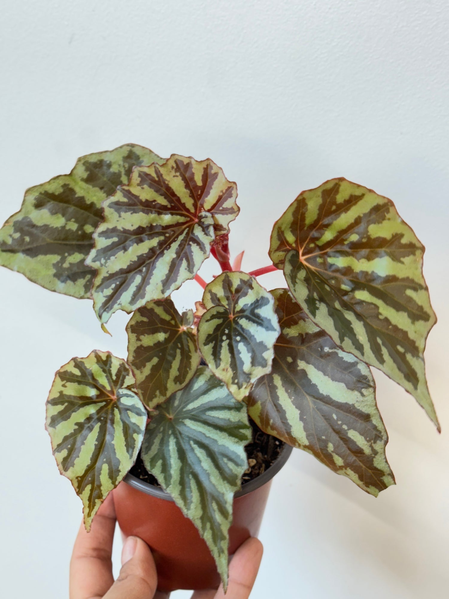 Weekly Feature- Begonia Jaya