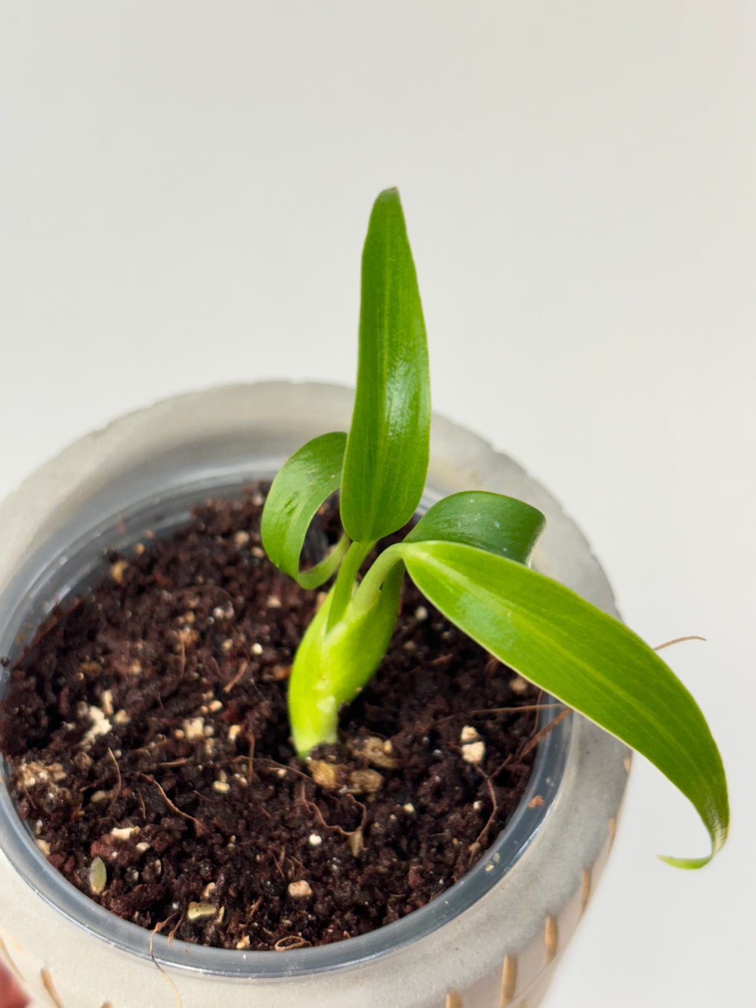 Monstera Burle Marx Flame (TC)