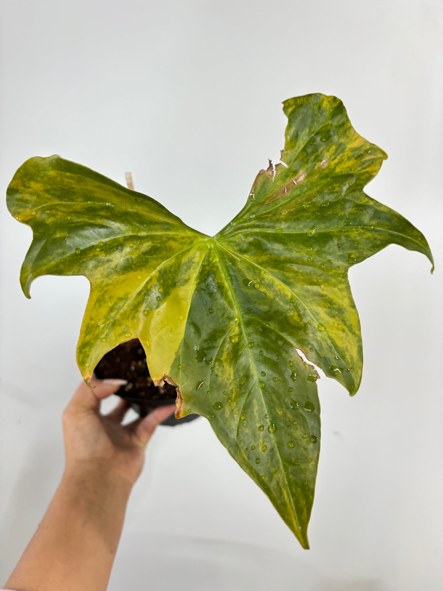 (A) Anthurium Pterodactyl Variegated