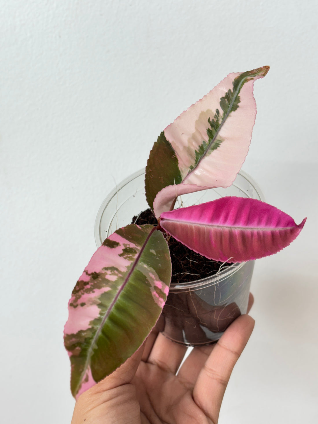 (A) Labisia Pink Variegated