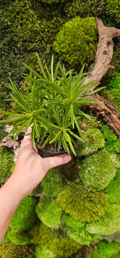Peperomia Ferreyrae 4&quot;