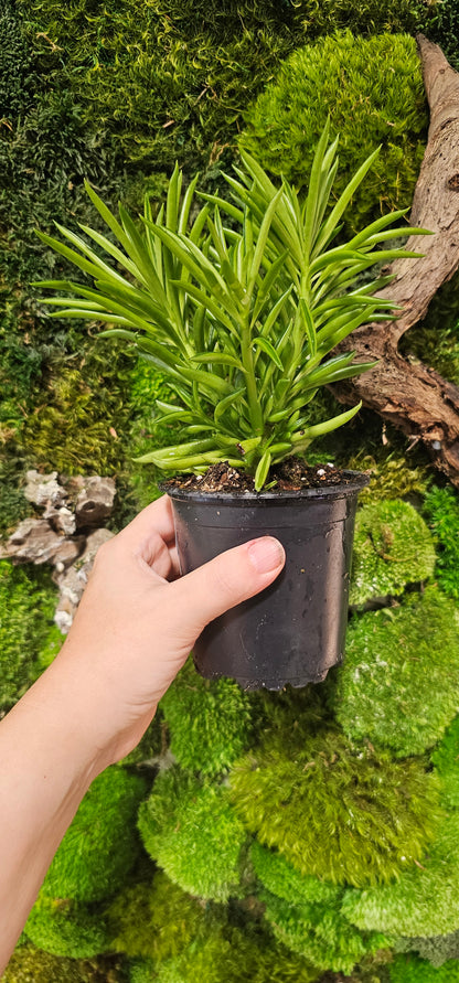 Peperomia Ferreyrae 4&quot;