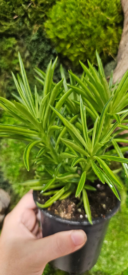 Peperomia Ferreyrae 4&quot;