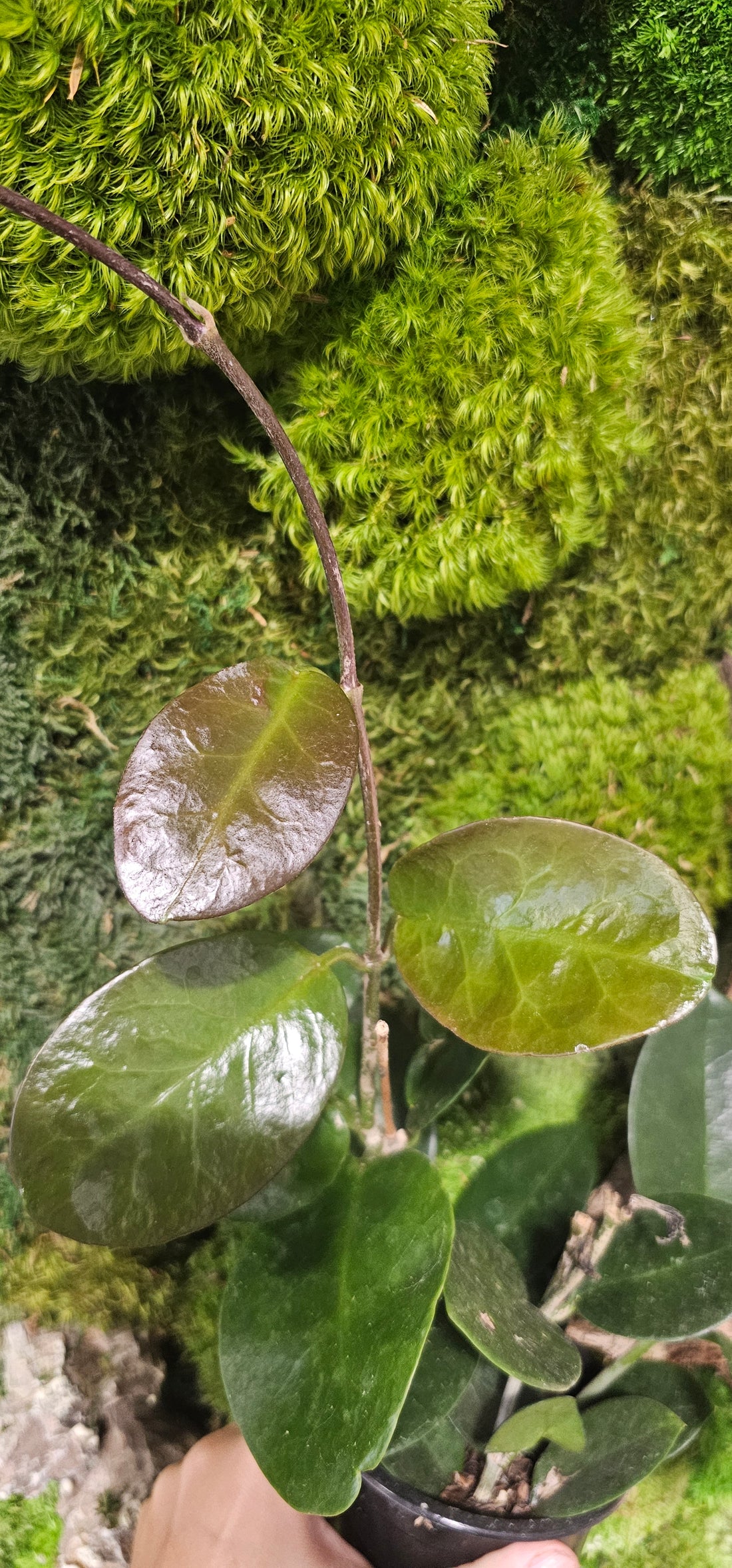 Hoya Australis Grande