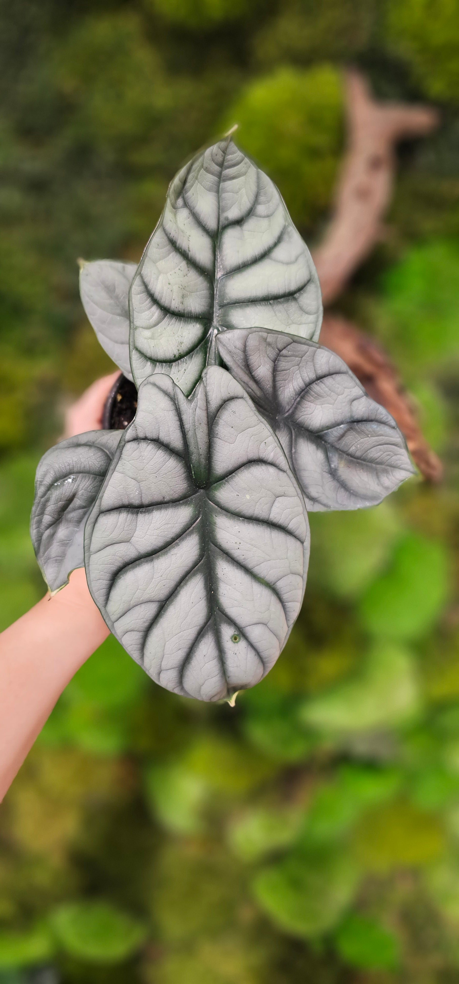 Alocasia Silver Dragon