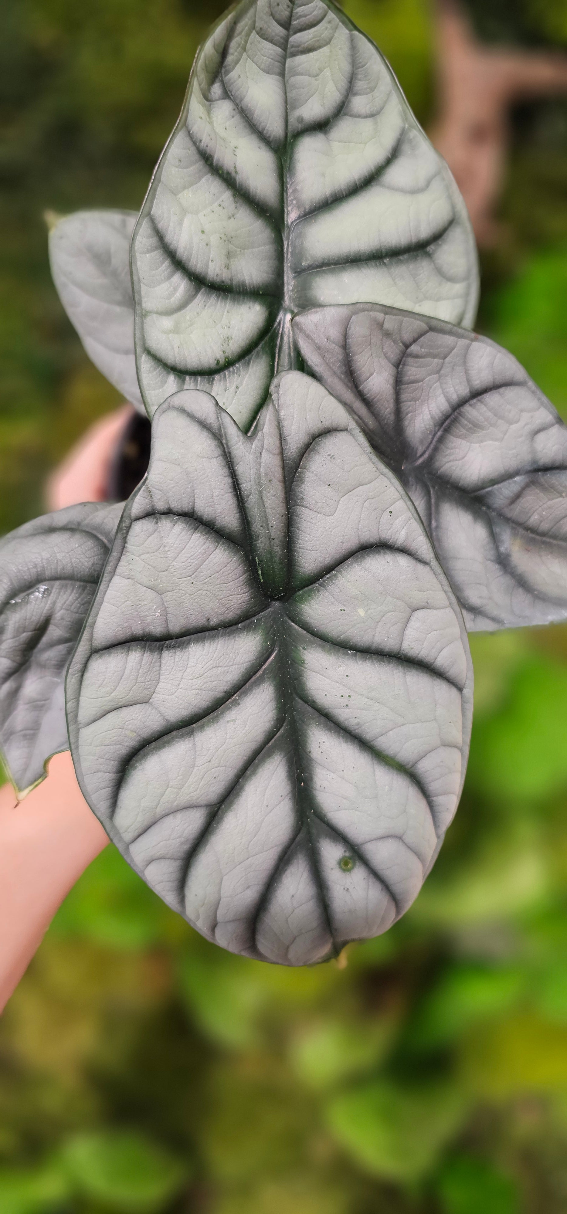 Alocasia Silver Dragon