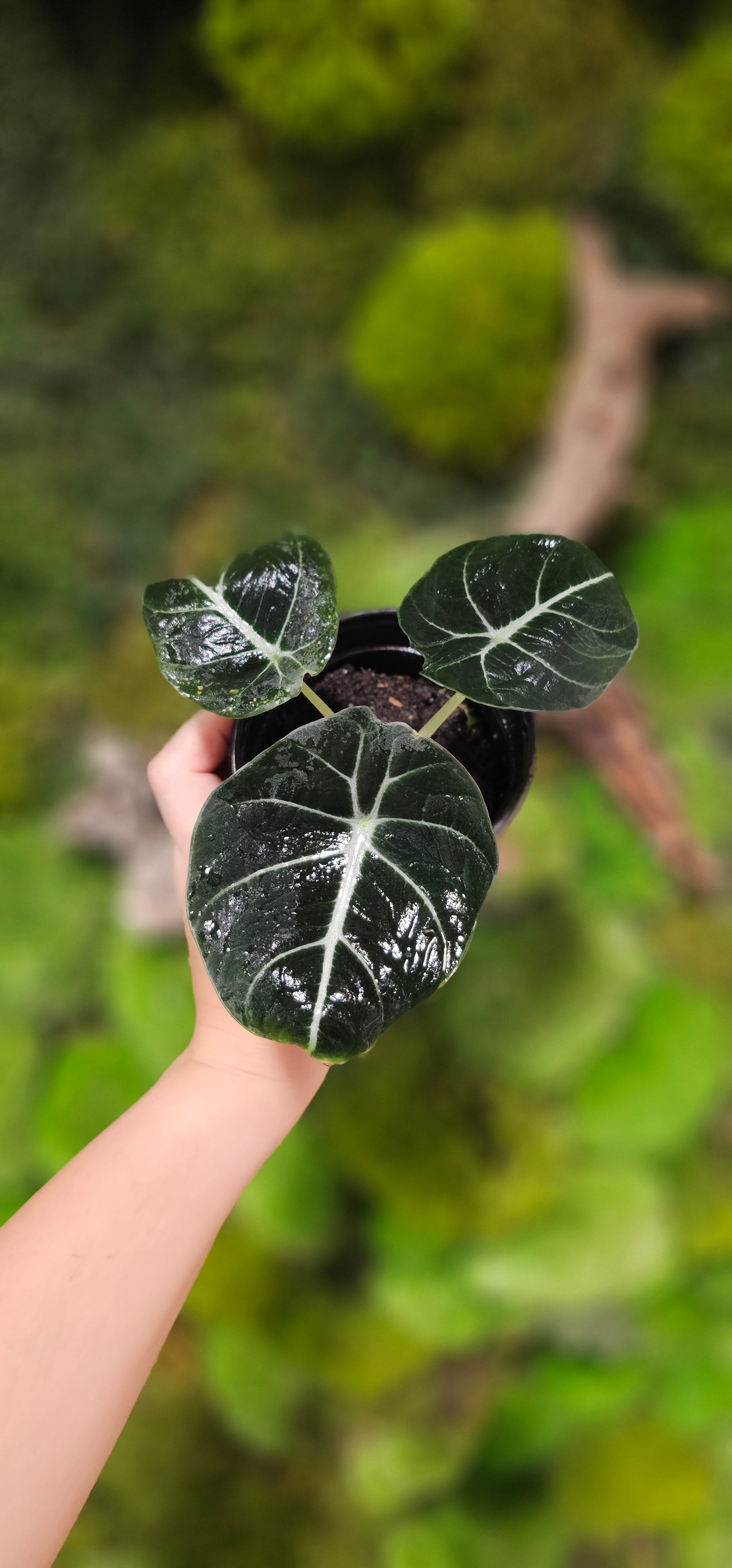 Alocasia Black Velvet