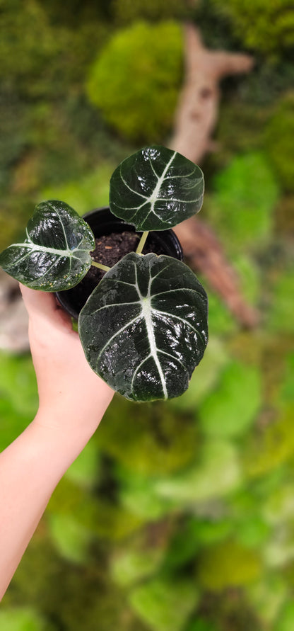 Alocasia Black Velvet