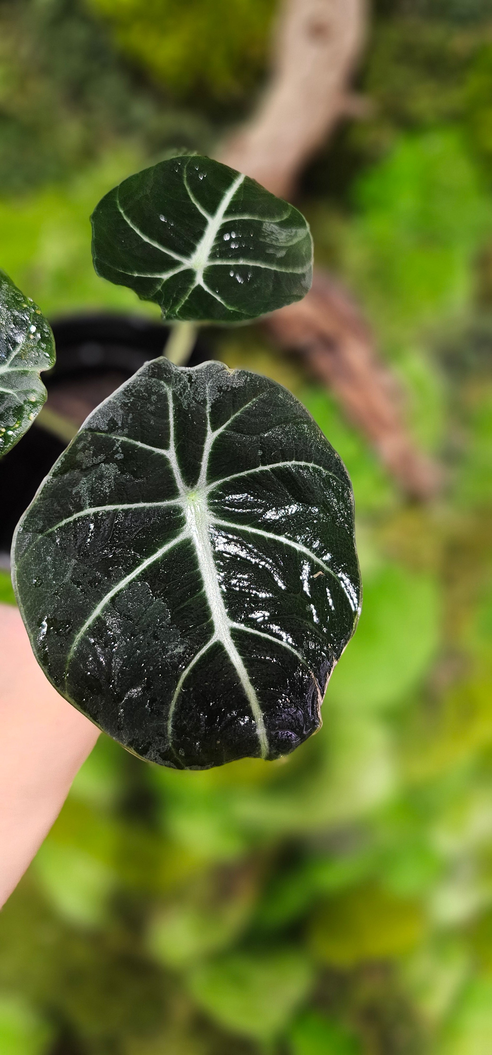 Alocasia Black Velvet