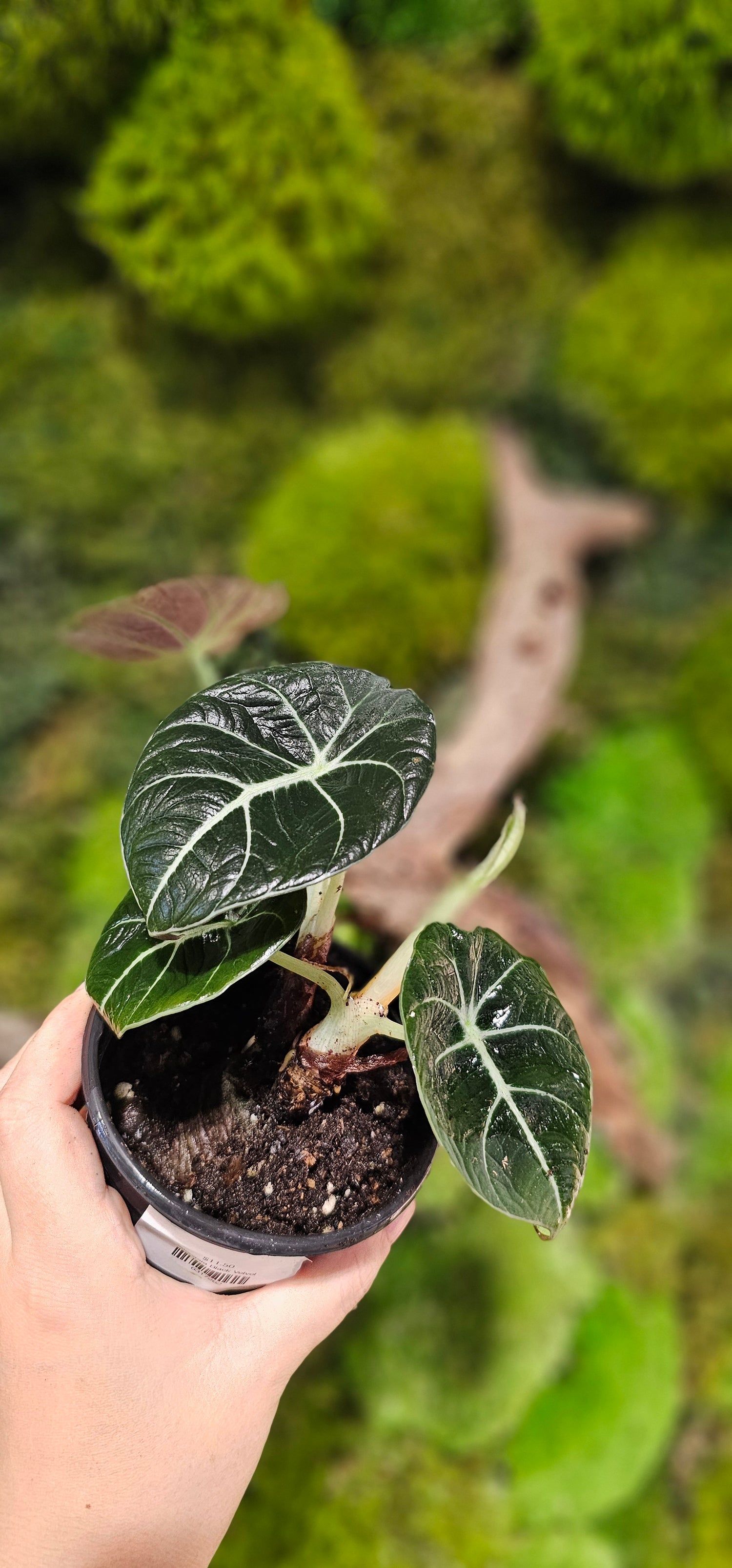 Alocasia Black Velvet