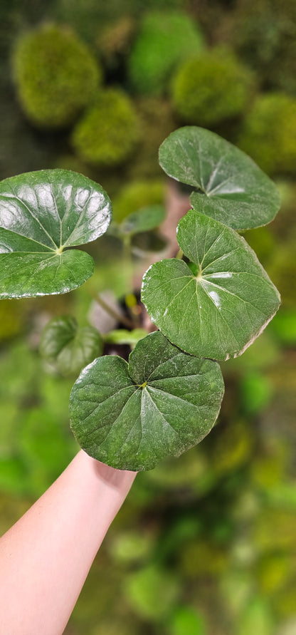 Leopard Plant Gigantea 6&quot;