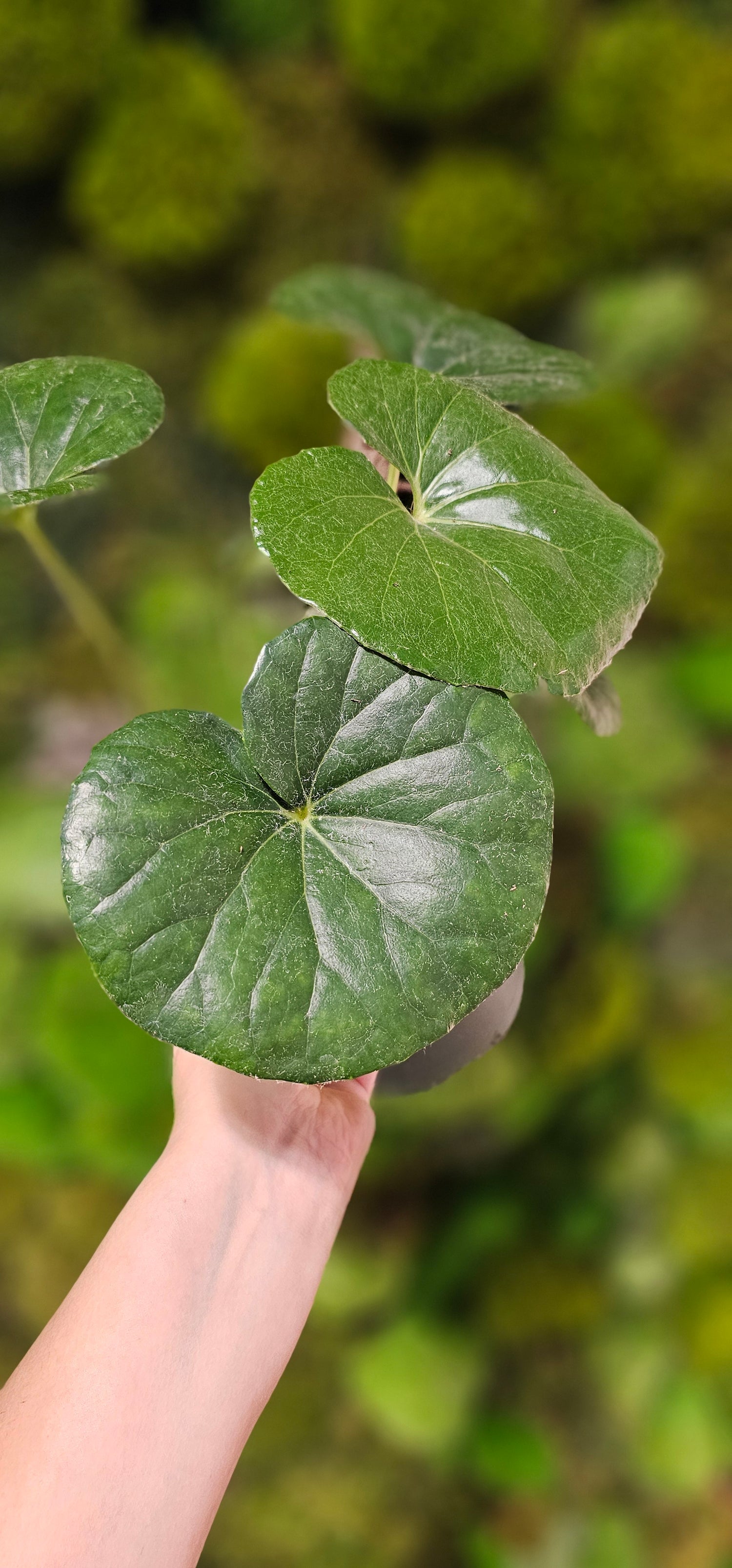 Leopard Plant Gigantea 6&quot;