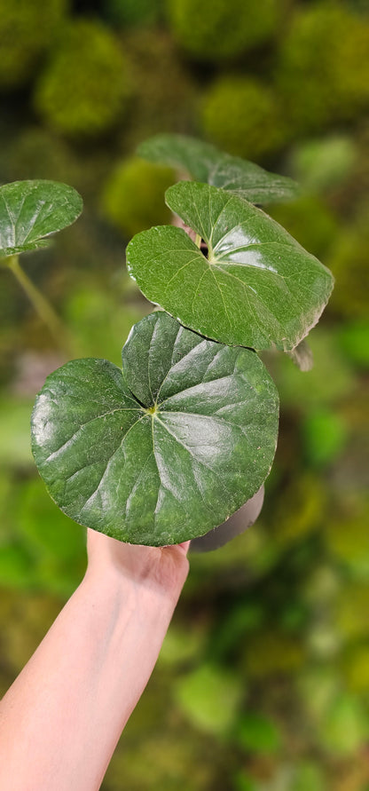 Leopard Plant Gigantea 6&quot;
