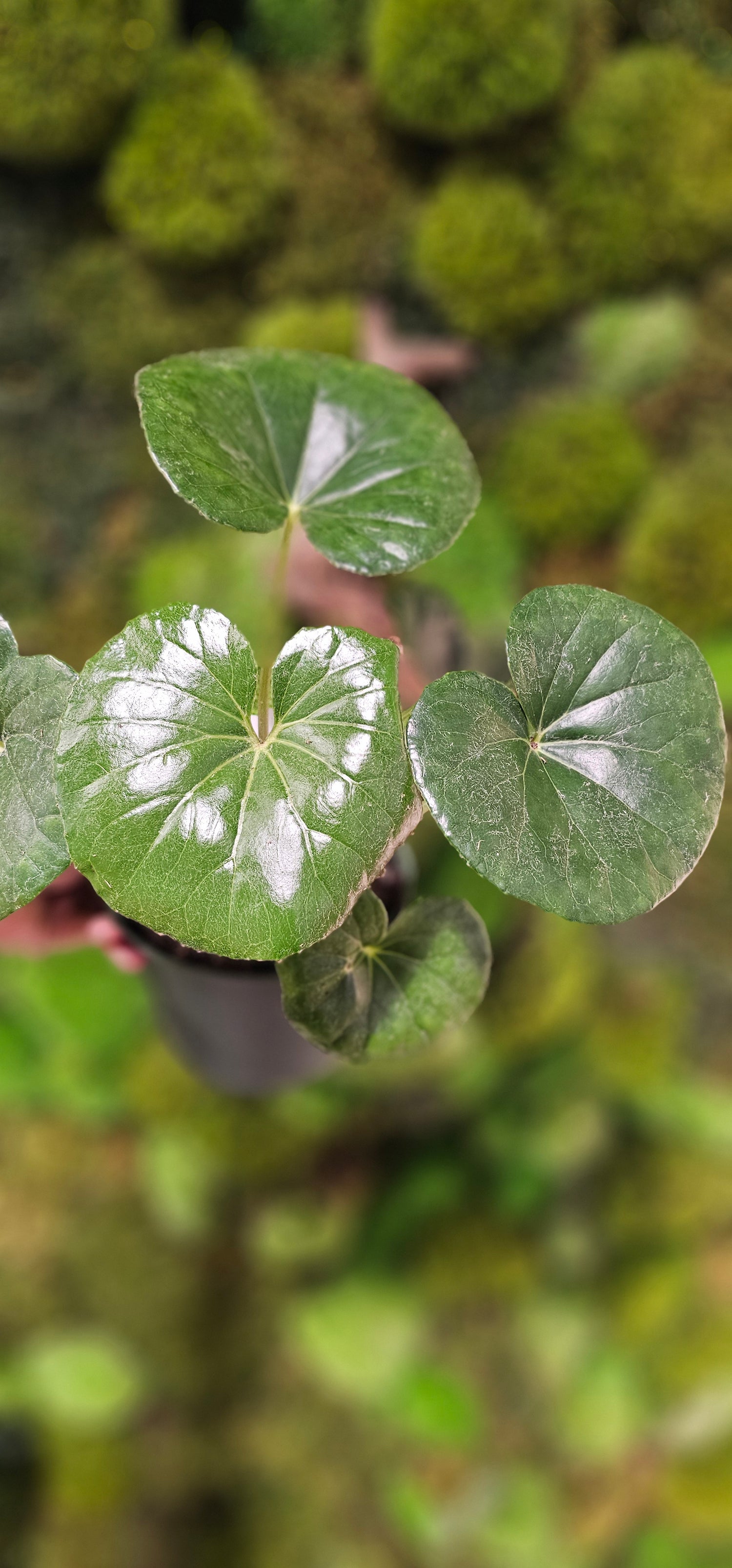 Leopard Plant Gigantea 6&quot;