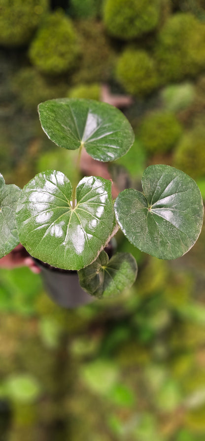 Leopard Plant Gigantea 6&quot;