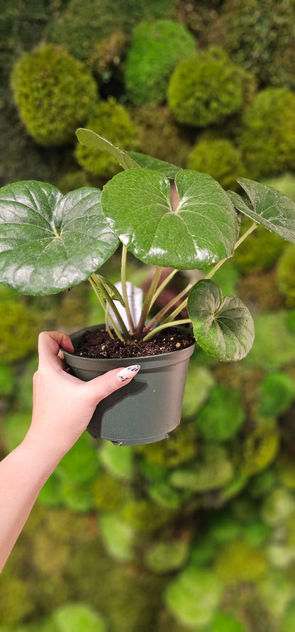 Leopard Plant Gigantea 6&quot;