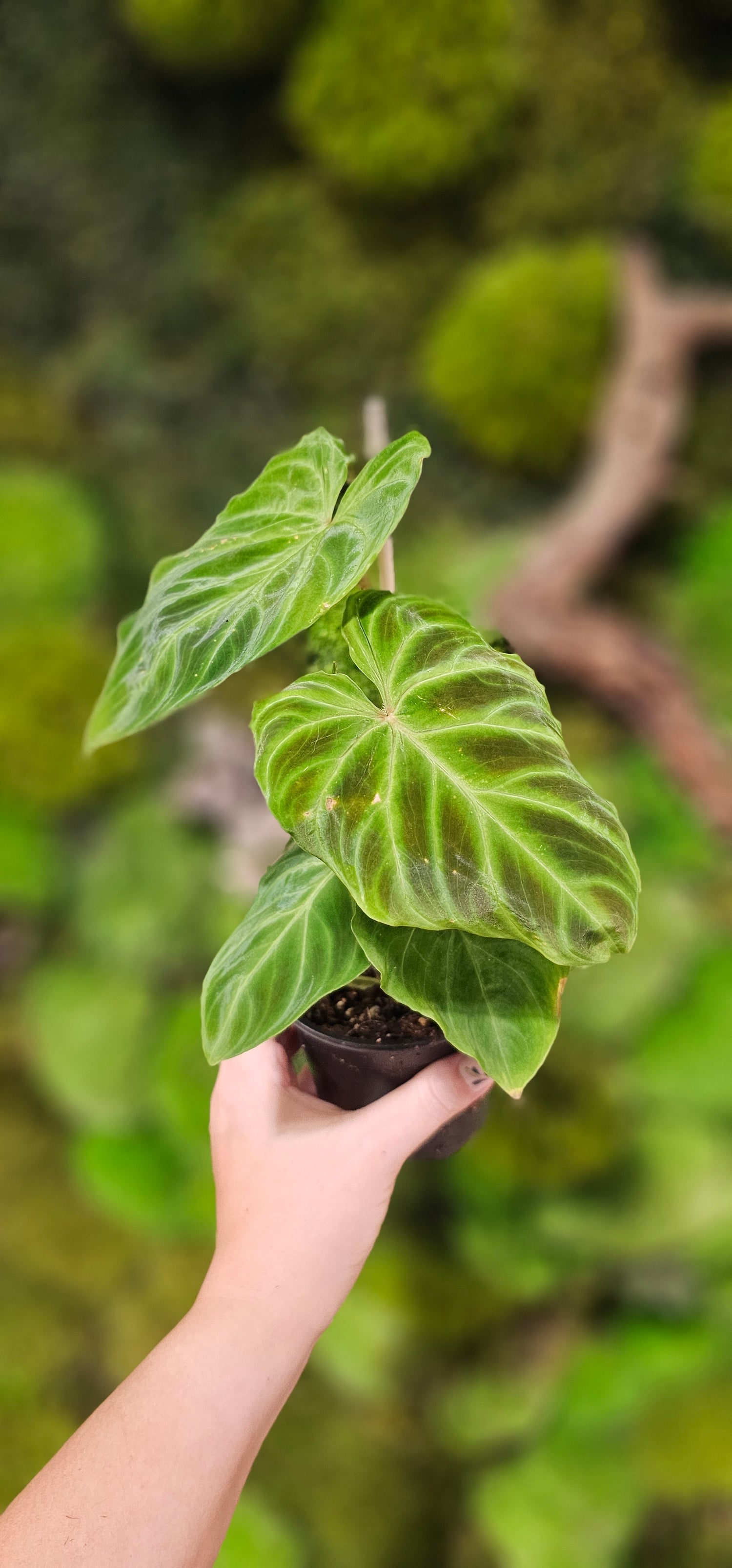 Philodendron Verucosum  4&quot;
