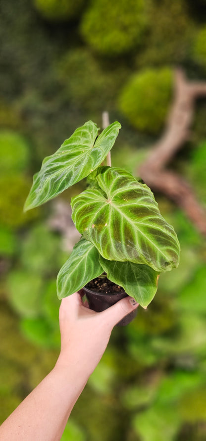 Philodendron Verucosum  4&quot;