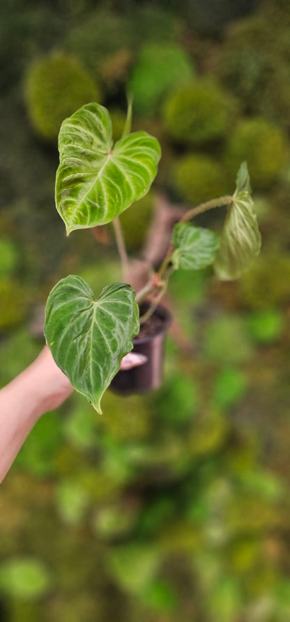 Philodendron Verucosum  4&quot;