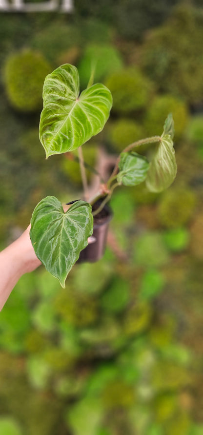 Philodendron Verucosum  4&quot;
