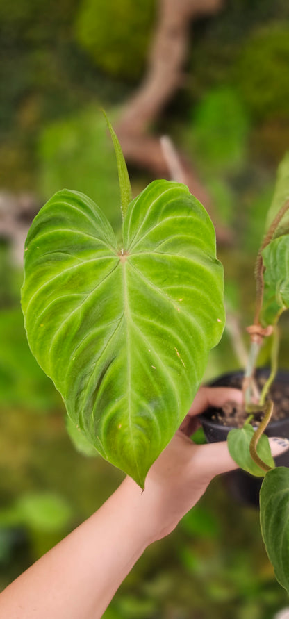 Philodendron Verucosum  4&quot;