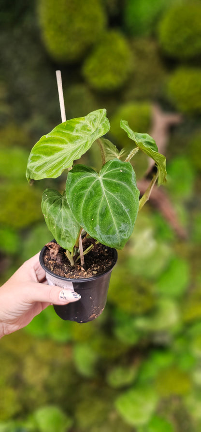Philodendron Verucosum  4&quot;