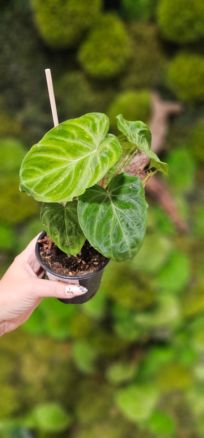 Philodendron Verucosum  4&quot;