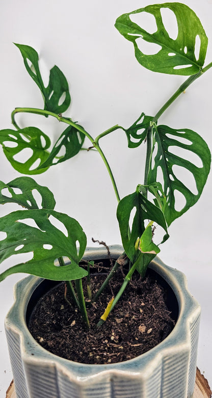 Monstera Adansonii 4&quot;