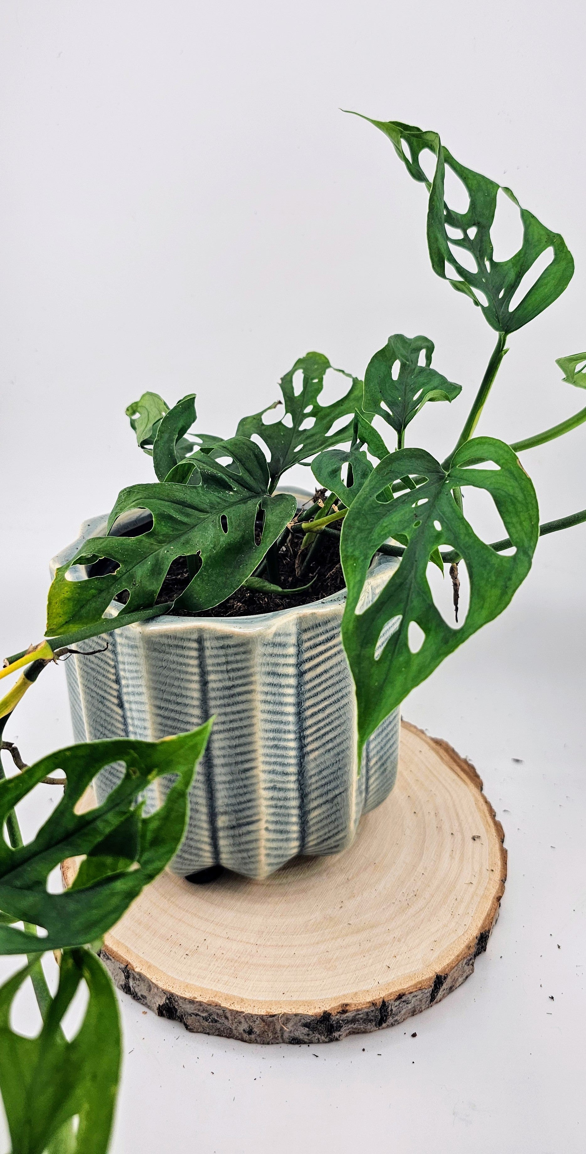 Monstera Adansonii 4&quot;