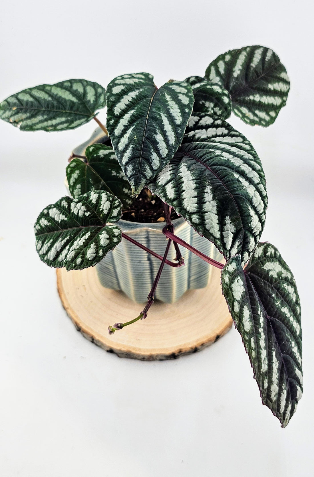 Tapestry Vine (Cissus discolor) 4&quot;