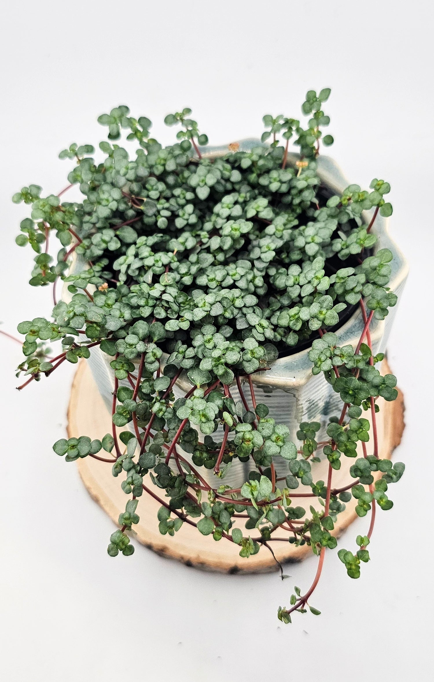 Pilea Baby Tear Silver