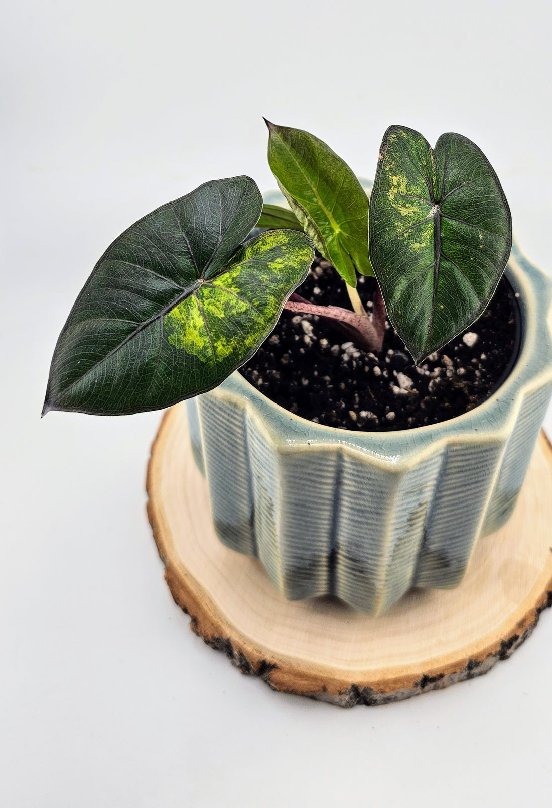 Alocasia Yutican Princess Pink Variegata