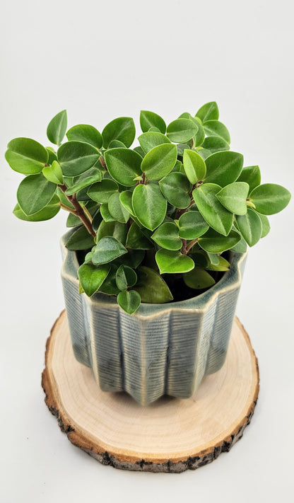 Peperomia Orba Pixie Green